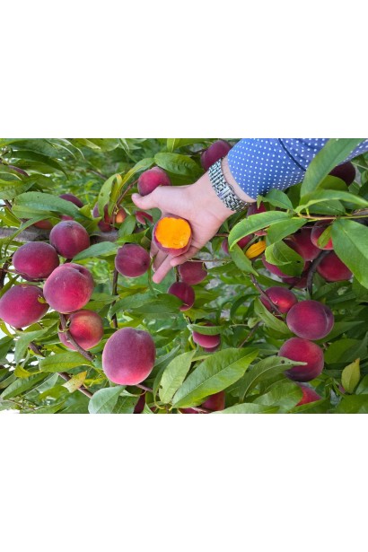 Дерево персика Флемінг Фьюрі під час дозрівання плодів